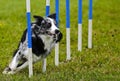 Dog Agility Weave Speed Royalty Free Stock Photo